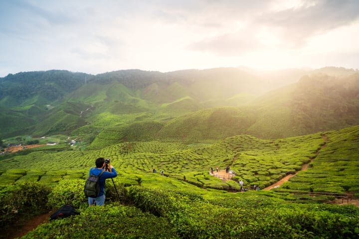 Full-day tour to the Cameron Highlands thumbnail