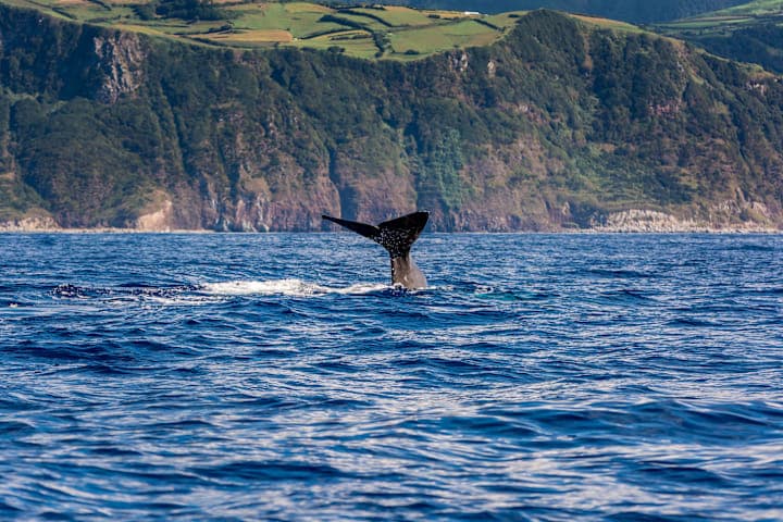 Whale watching and islet boat tour thumbnail