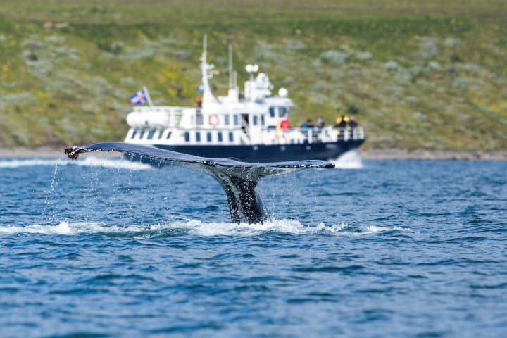 Whale watching tour through the Eyjafjörður Fjord thumbnail